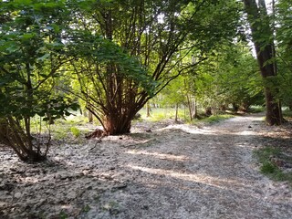 path in the park - Summer in the Ivrea Italy