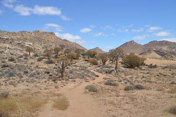 A group of colorful Quiver Trees in the Goegap Nature Reserve in South Africa