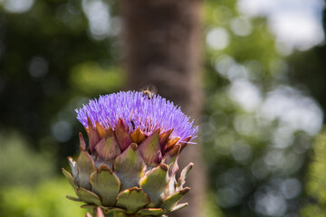 Mediterraner Gartenbau: Biene auf einer Artischocke mit ihren lila Röhrenblüten 