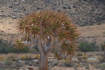 A group of colorful Quiver Trees in the Goegap Nature Reserve in South Africa