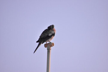 Fototapeta premium Free as a bird. Herring gull Larus argentatus winter plumage .