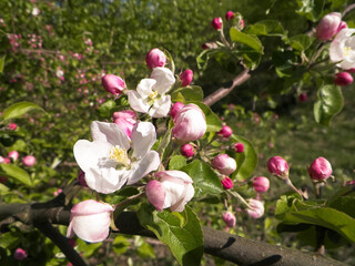Fototapeta na wymiar Wild apple tree in bloom.