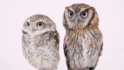 Spotted Little Owl Tropical Screech Owl Close-up portrait on pink background Focused on the eyes