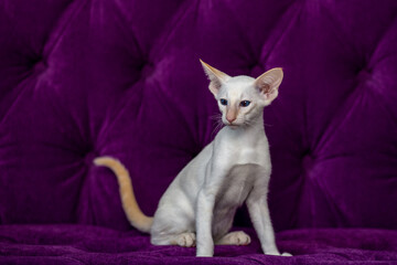 cute white cat on a chair.Beautiful animal.A cat with blue eyes.Beautiful picture