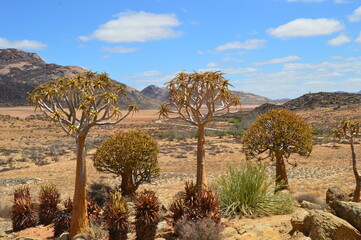 Naklejka premium A group of colorful Quiver Trees in the Goegap Nature Reserve in South Africa