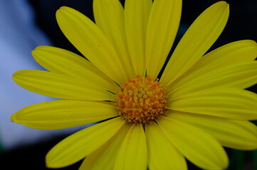 yellow flower in the garden