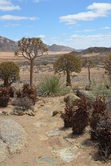 A group of colorful Quiver Trees in the Goegap Nature Reserve in South Africa