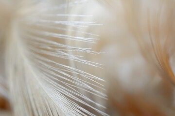 Abstract chicken feather texture background soft focus.