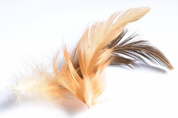 Abstract chicken feather texture background soft focus.