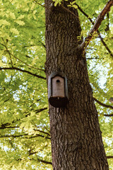 Birdhouse on a spring oak tree