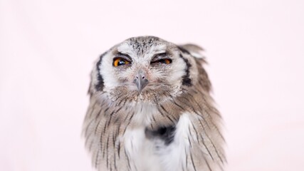 White Faced Scops Owl Close-up portrait on pink background Focused on the eyes