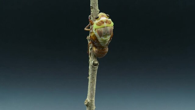 Time-lapse video of the emergence of cicadas