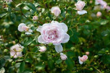 Light pink blooming rose flowers with buds on a bush