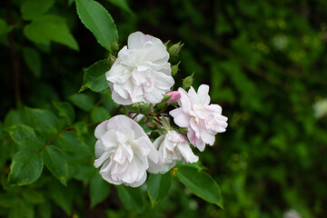 Obraz na płótnie Canvas Light pink witish blooming rose flowers on a bush