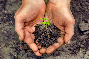 Hands hold a young plant with soil.