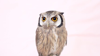 White Faced Scops Owl Close-up portrait on pink background Focused on the eyes