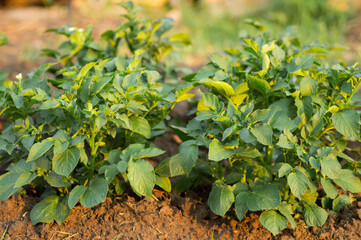 Obraz premium green leaves potato bushes in the garden