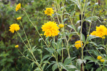 Rudbeckia laciniata yellow flowers closeup  selective focus