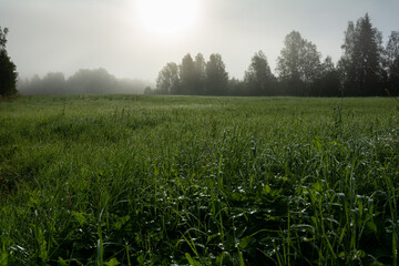 morning mist over the field