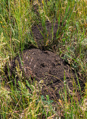 Traces from the trench of an earthen mole. Ground tracks dug by moles in mown wheat field. A pest of agricultural fields. Selective spot focus on dug pile of earth