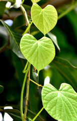 Moonseed trees have leaves resembling a green heart growing in a herb garden.