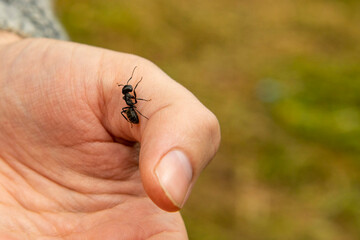  Forest ant sitting on the hand