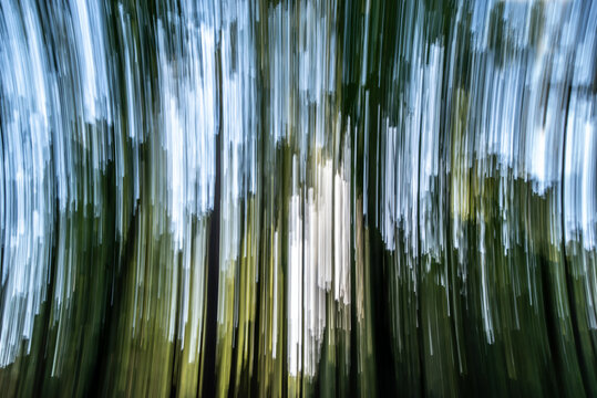 Im Wald
