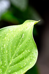 Green leaves of ornamental plants with raindrops on a dark background.