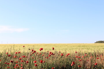 field of poppies and blue sky
