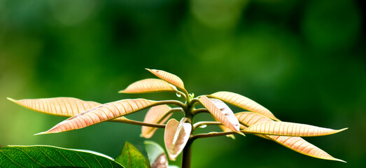 Mango has young brown-yellow shoots, grown in agricultural gardens.