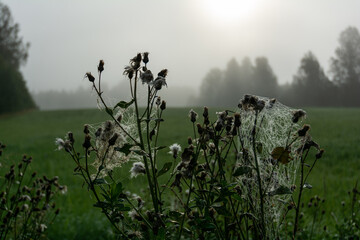 morning mist in the field