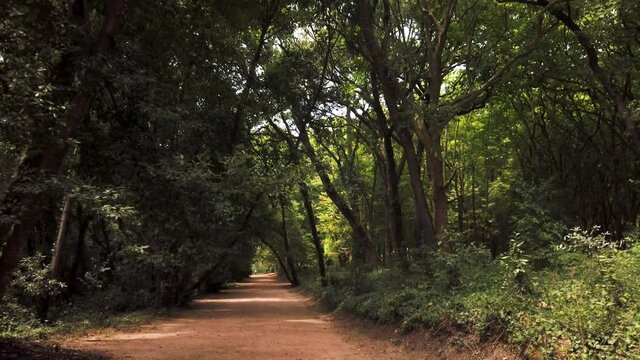 Woods of Rainha D. Leonor , in Caldas da Rainha - Portugal, borders the Parque D. Carlos I and is characterized by its biodiversity and beauty.