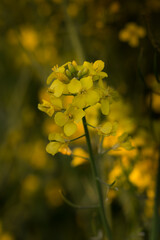 Żółty kwiat rzepaku uprawnego, podczas kwitnienia wiosną  - obrazy, fototapety, plakaty