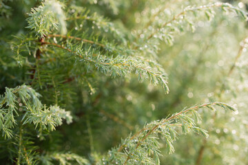 juniper twigs with morning dew closeup selective focus