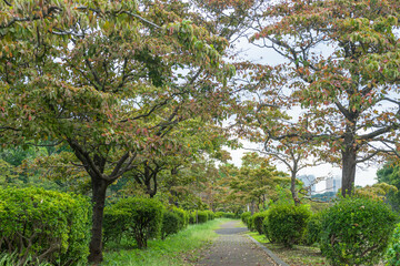 野川沿いの遊歩道