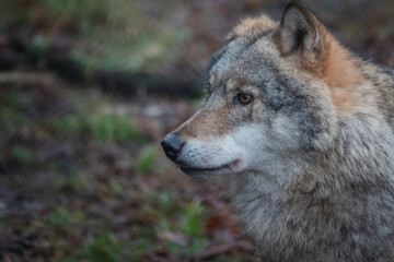Naklejka na ściany i meble Wolf, nature reserve Bialowieza