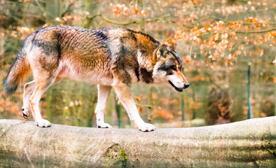Wolf in Kunsterspring bei Neuruppin in Brandenburg