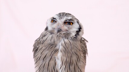 White Faced Scops Owl Close-up portrait on pink background Focused on the eyes