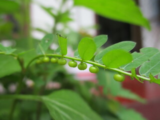 green leaves with dew drops