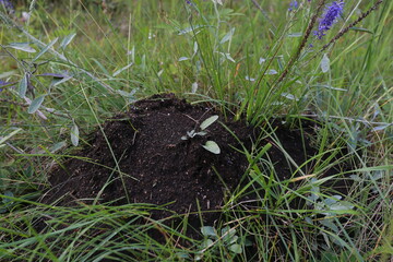 An anthill in the summer forest.ants on the green grass.Nature in summer