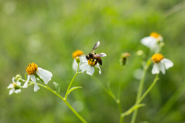 Obraz premium Bee and small white flower