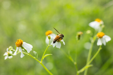  Bee and small white  flower