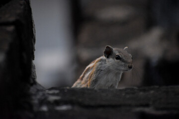 Cute red squirrel in autumn park on stump.