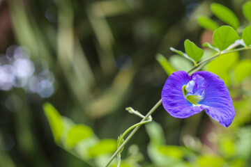 Purple Anchan flowers are blooming in a natural garden
