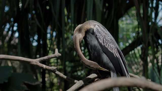 Amerikaanse Slangenhalsvogel or anhinga in habitual habitat in forest