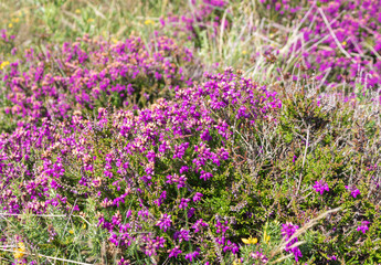 Naklejka premium Purple flowering heather bush.