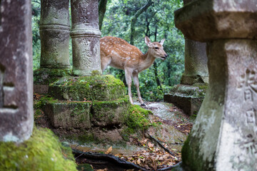 Sika Deer in the forest near Kasugataisha Kurumayadori temple, Nara, Japan