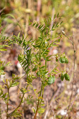 la pianta della lenticchia con il suo baccello a Castelluccio di Norcia