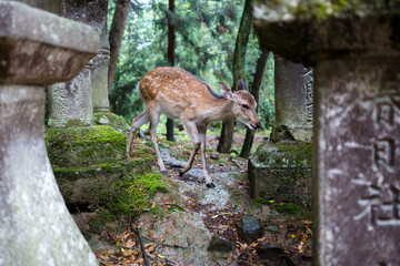 Sika Deer in the forest near Kasugataisha Kurumayadori temple, Nara, Japan