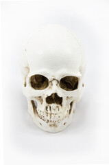 Skull front on a white background